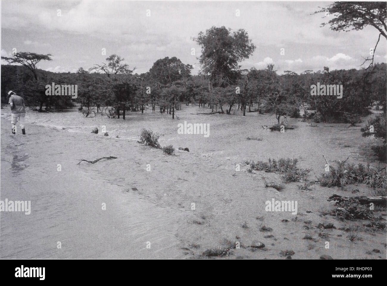 . Bonner zoologische Monographien. Zoology. SHORT  HORM.  II l NA Ol AN I Tl AND S1ASONAI WOODLAND IN Kl.NYA. FIG. 3. The acacia crossing in flood 10 May 1985. Hörne is at left, on the road that connects GMF with Center. Note the muddy water; woodland is of Acacia gerrardii, with Euclea spp. This is the site of long-lasting but temporary pond after heavy rains. Photo to NE from S of crossing. trees (thus depriving the soil of their nutrients), spo- radic charcoal-making activities, and the clearing of some places dominated by Tarchonanthus camphora- tus for production of leleshwa oil. Lele Stock Photo