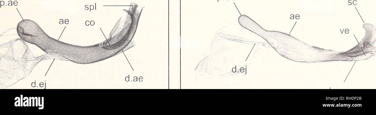 . Bonner zoologische Monographien. Zoology. 11 Costalarmes am Valvenvorden'and als gemeinsames Merkmal gilt. Die Gnophini werden in die Unterfamilie Ennominae eingereiht, deren Monophylie wenig gesi- chert ist. Auch nach neuesten Angaben gründet sie sich noch immer allein auf die Rückbildung der Ader M2 der Hinterflügel zur Tubularvene (Minet &amp; Scoble 1999, vgl. bereits Prout 1912-1915: v, 303; Forster &amp; Wohlfahrt 1981: 197 f.). Errichtet wurde die Gattung Dyscia bereits in der ersten Hälfte des 19. Jahrhun- derts durch Hübner ([1825]: 314) für Dyscia conspersaria und Dyscia emucicla-  Stock Photo