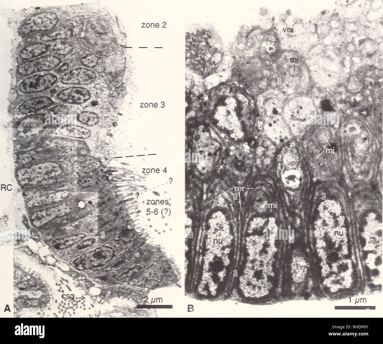 . Bonner zoologische Monographien. Zoology. 39. Fig.20: Transmission electron micrograph of the endostyle of a lara of Branchiostoma lan- ceolatum (llOh pf. 18°C). A - Low power magnification of the entire organ in cross sec- tional aspect. Note the clear zonation and the close proximity of the rostral coelomic cavi- ty. B - Higher magnification of zone 4-cells. Note the extensive profiles of endoplasmic reticulum around the nuclei, csg - club-shaped gland, mi - mitochondria, nu - nucleus, RC - rostral coelom. rer - rough endoplasmic reticulum, ve - apical vesicles; labelling of zones accordi Stock Photo