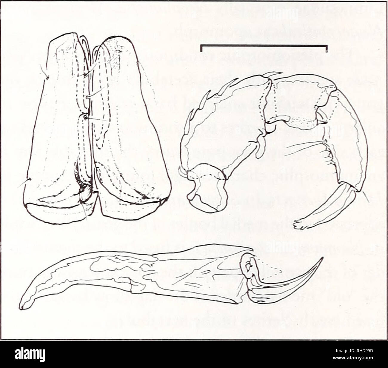 . Bonner zoologische Monographien. Zoology. BONNER ZOOLOGISCHE MONOGRAPHIEN Nr. 52/2004 Inventory (adults) DS/VS. Dorsum with one large posterior and another large anterior shield. In females (and nymphs) two small platelets are found lateral to the furrow between the two large shields, in males they are fused to the posterior shield. In females (and nymphs) all dorsal glands free and not fused to the DS, in males two (or three) pairs of dorsal glands fused to the posterior dor- sal shield. Postocular setae always situated in semi- lateral position on the anterior dorsal shield. VS com- plete  Stock Photo