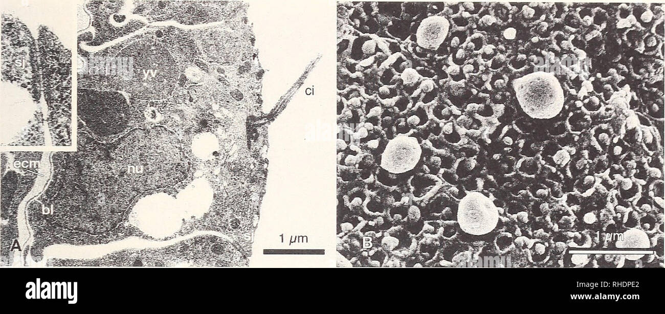. Bonner zoologische Monographien. Zoology. 21. Fig.8: Electron micrographs of epidermal cells of early neurula stages of Bixmchiostoma lanceolatiim. A - TEM-aspect. Inset: septate junction. B - SEM-aspect of apical surface of a deciliated epidermal cell. Note the numerous protmsions bulging to the exterior, bl - basal lamina, ci - ciHum, ecm - extracellular matrix, nu - nucleus, sj - septate junction, yv - yolk granules. span the narrow intercellular space bet^een neighboring cells (Fig.SA, inset). Other features of the epidermal cells include a large nucleus situated in the basal part of t Stock Photo