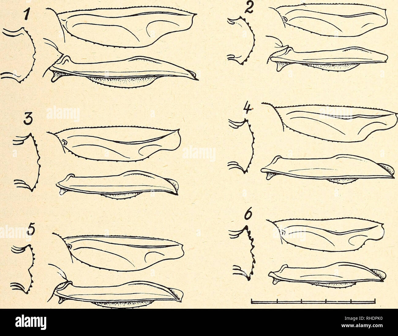 Klein und gro hires stock photography and images Alamy