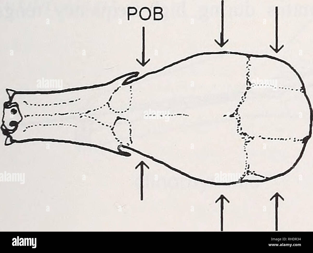 . Bonner zoologische Monographien. Zoology. Brachyphylla (fhigivorous) HKB MB. (nectarivorous) Choeroniscus Fig.56: Skulls of bats with different diet. JOB = interorbital width POB = postorbital width HKB = width of braiiicase MB = mastoid widtli C.s. = crista sagittal is. Please note that these images are extracted from scanned page images that may have been digitally enhanced for readability - coloration and appearance of these illustrations may not perfectly resemble the original work.. Bonn, Zoologisches Forschungsinstitut und Museum Alexander Koenig Stock Photo