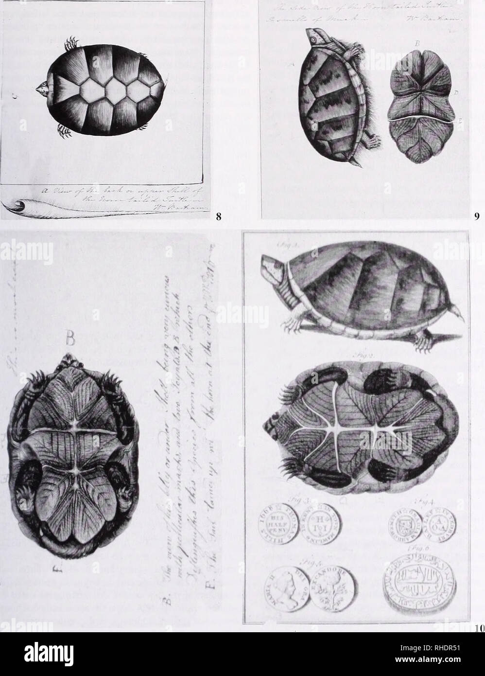 . Bonner zoologische Beiträge : Herausgeber: Zoologisches Forschungsinstitut und Museum Alexander Koenig, Bonn. Biology; Zoology. Kraig Adler: William Bartram's Travels in Southeastern United States (1773-1776) 285. Figs. 8-10: Mud Turtle, Kinostemon suhnibnim. The drawings in Fig. 8-9 are rather lifeless, but that in Fig. 10 (left) is quite good; Bartram wrote &quot;This is most exact&quot; at the top). These provided the basis for the engraving published by COLLINSON (1758a); see Fig. 7. However, a com- parison of the originals to the published version shows that Bartram's watercolors were m Stock Photo