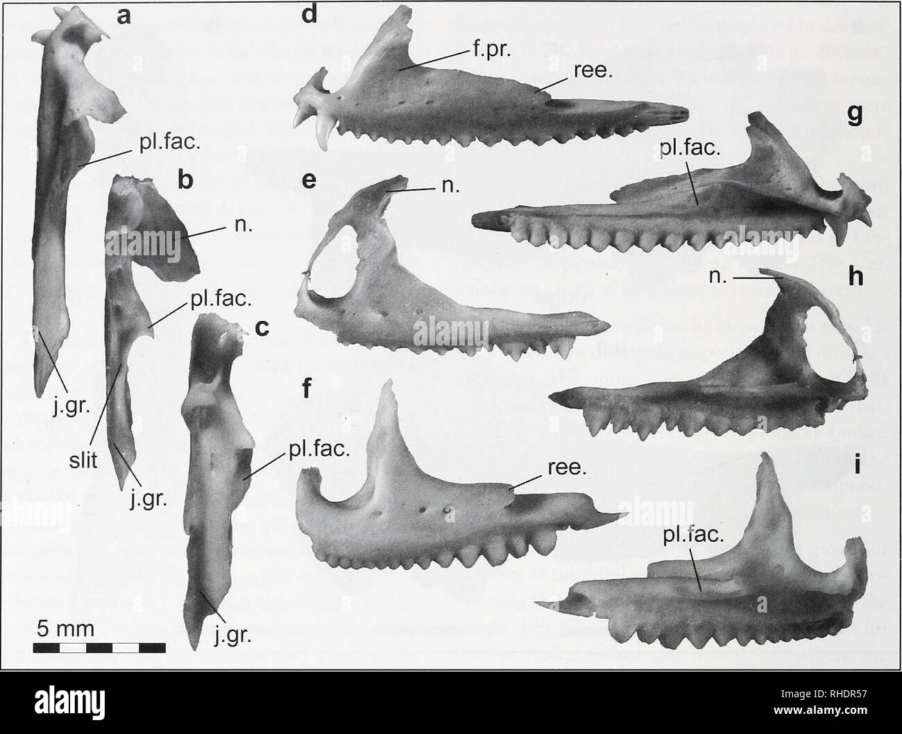 . Bonner zoologische Monographien. Zoology. HOWl R /OOUH,ISC'Hk MONOGRAPHIEN Nr. 57/201!. FIG. 4. Maxillae of select agamids in dorsal (left column), lateral (middle column), and medial (right column) views, (a, d, g) Agama mossambica, UF 55339; (b, e, h) Leiolepis belliana, UF 62048; and (c, f, i) Uromastyx princeps, CM 145044. Abbreviations: f.pr., facial process (posterior remnant); j.gr., jugal groove; pl.pr., pala- tine process; ree, maxillary reentrant on the jugal. Bell et al. 2009). It is unclear whether this feature is autapomorphic of Agamidae* and lost in Leiolepis, or whether the s Stock Photo