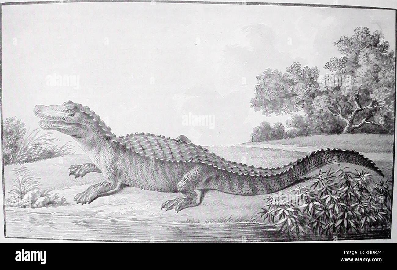 . Bonner zoologische Beiträge : Herausgeber: Zoologisches Forschungsinstitut und Museum Alexander Koenig, Bonn. Biology; Zoology. 280 Bonner zoologische Beiträge 52 (2004). Fig 3: American Alligator, Alligator mississippiensis, as drawn by Bartram. Although some parts of the animal are stylized, overall it is a remarkably good likeness for its time. The original painting is uncolored. (American Philosophical Society, B. S. Barton collection [B:B284d]). As Harper (1958, p. 554) noted, Bartram probably confused several species of skinks (E. fasciatus, E. iiiexpectatus, and E. laticeps) and the r Stock Photo