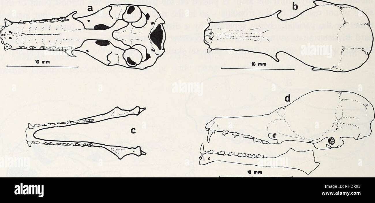 . Bonner zoologische Monographien. Zoology. 58 visible in X-ray examination. Palate elongate, in basal view rectangular, similar to C. godmani, but considerably larger.. Fig.44: Choeroniscus minor, a: skull basal view, b: skull dorsal view, c: mandible top view, d: skull lateral view Skull base characterized by conspicously elongate pterygoid processes (hamuli), together with the tympanohyoideum reaching below the Bullae tympanicae. hi connection with the alisphenoid they cover the vomer as weh as one third of the presphenoid. Basisphenoid distinctly structured, with ridge development towards  Stock Photo