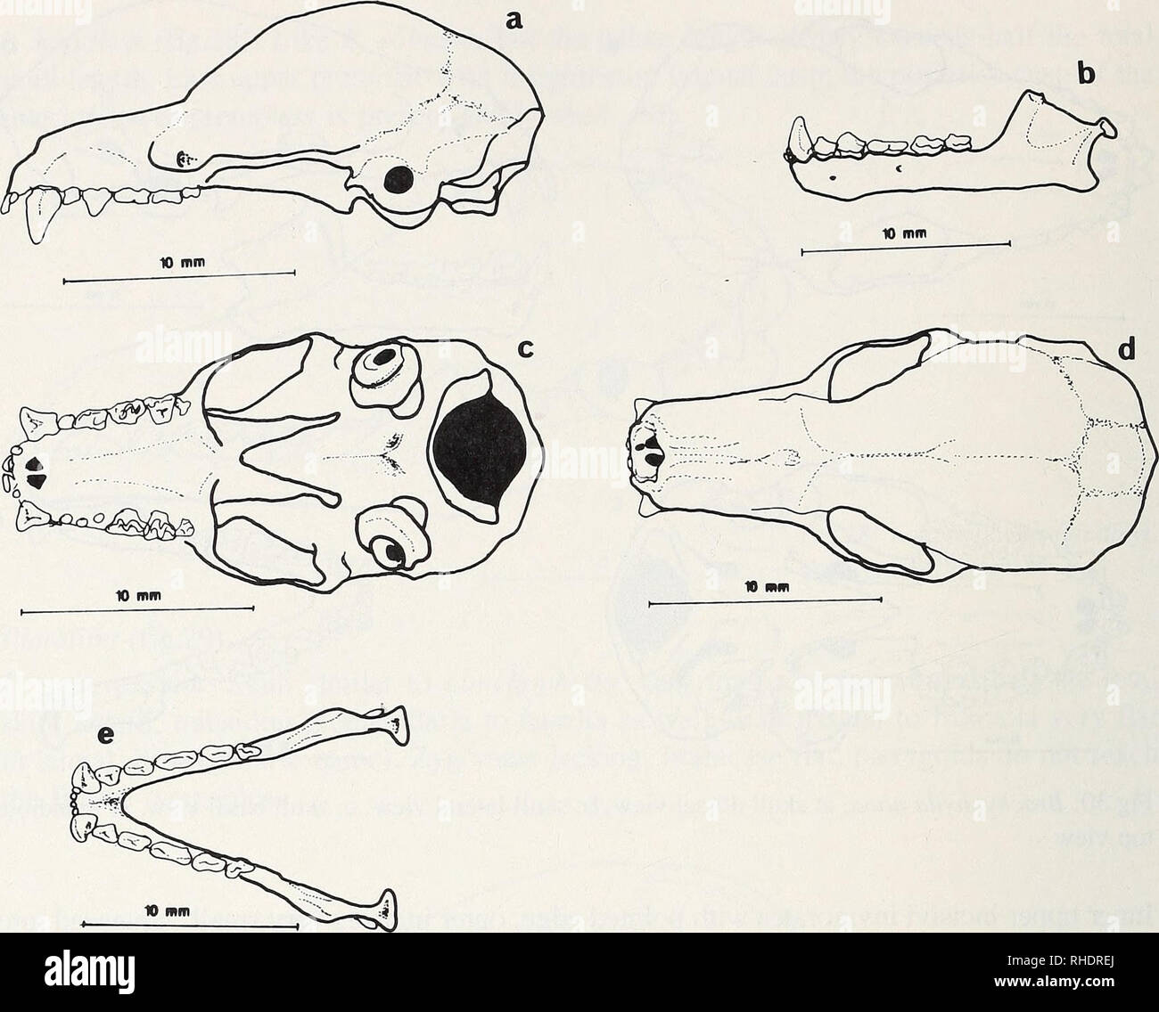 . Bonner zoologische Monographien. Zoology. 50. Fig.31: Erophylla ...
