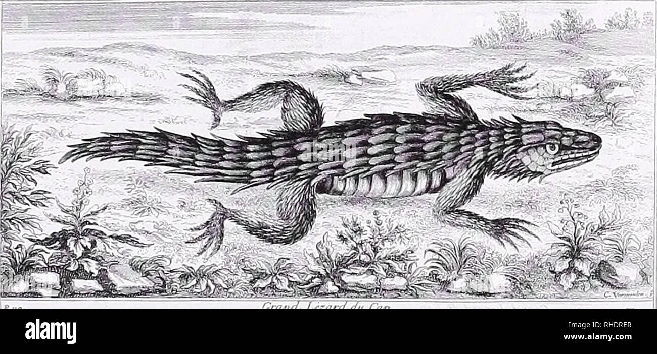 . Bonner zoologische BeitrÃ¤ge : Herausgeber: Zoologisches Forschungsinstitut und Museum Alexander Koenig, Bonn. Biology; Zoology. â â - ^ Fig. 13: Le ceraste ou serpent comu, plate from Tachard'S Voyage de Siam (1686). The illustration is based on the origi- nal by Claudius. The multiple homs clearly identify it as Bitis corniita. Compare with Claudius' original drawing (Fig. 9) and a later reproduction (Fig. 17). Image courtesy of the Linda Hall Library of Science, Engineering &amp; Technology.. Fig. 14: Grand lizard du Cap, plate from Tachard'S Voyage de Siam (1686). The illustration is bas Stock Photo