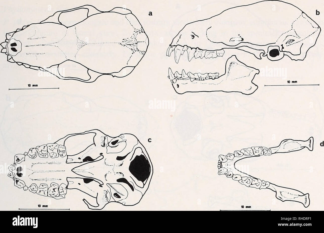 . Bonner zoologische Monographien. Zoology. 49. Fig.30: Brachyphylla nana, a: skull dorsal view, b: skull lateral view, c: skull basal view, d: mandible top view Inner upper incisivi invigorates with pointed edge, outer incisors very small &quot;squeezed into the gap between the large incisivi and the canine tooth&quot;; caninus strong but only slightly longer than incisivi, anterior upper premolar very small, closely adjacent to canine tooth and to posterior premolars. Posterior premolar very strong, pointed and almost tlie same size as canine tooth. Upper molars broad with multiple cusps, la Stock Photo