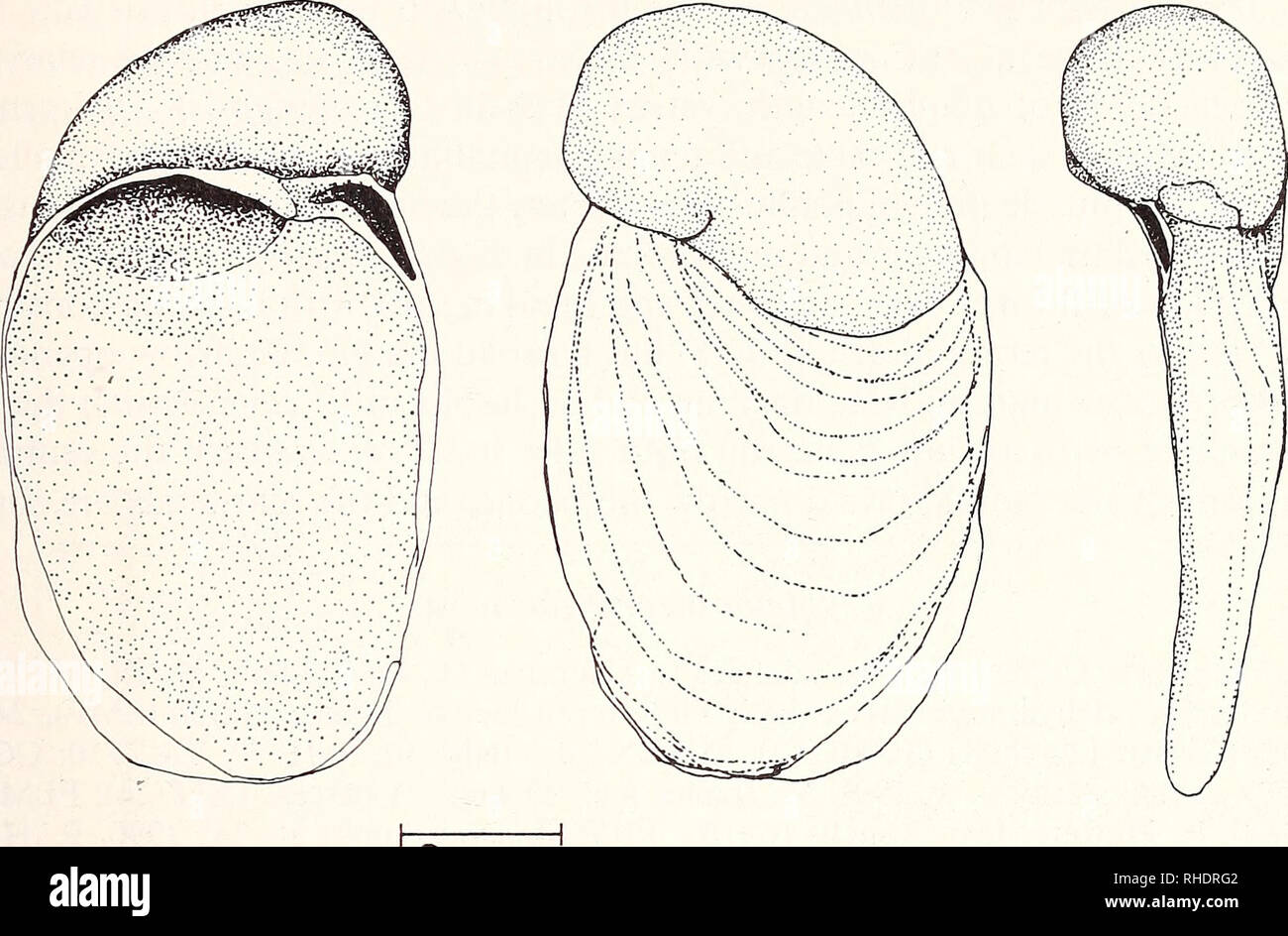 . Bonner zoologische Beiträge : Herausgeber: Zoologisches Forschungsinstitut und Museum Alexander Koenig, Bonn. Biology; Zoology. New Cryptella from the Canary Islands 345. 2 mm Fig. 7: Cryptella famarae n. sp.; shell in dorsal, ventral and lateral view. Shell: Large shell with a large protoconch (length x width in the type series: 5,24 ± 0,29 X 3,32 ± 0,19, n = 9; for further measurements see Hutterer 1990: Tab. 1, sample &quot;Lanzarote sub f.&quot;). The nucleus of the latter is clearly visible, as the suture stays nearly uncalcified. The aperture of the protoconch is small, nearly round, i Stock Photo