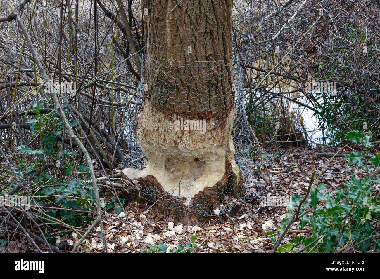 beaver damaged trees at Vancouver BC Canada Stock Photo