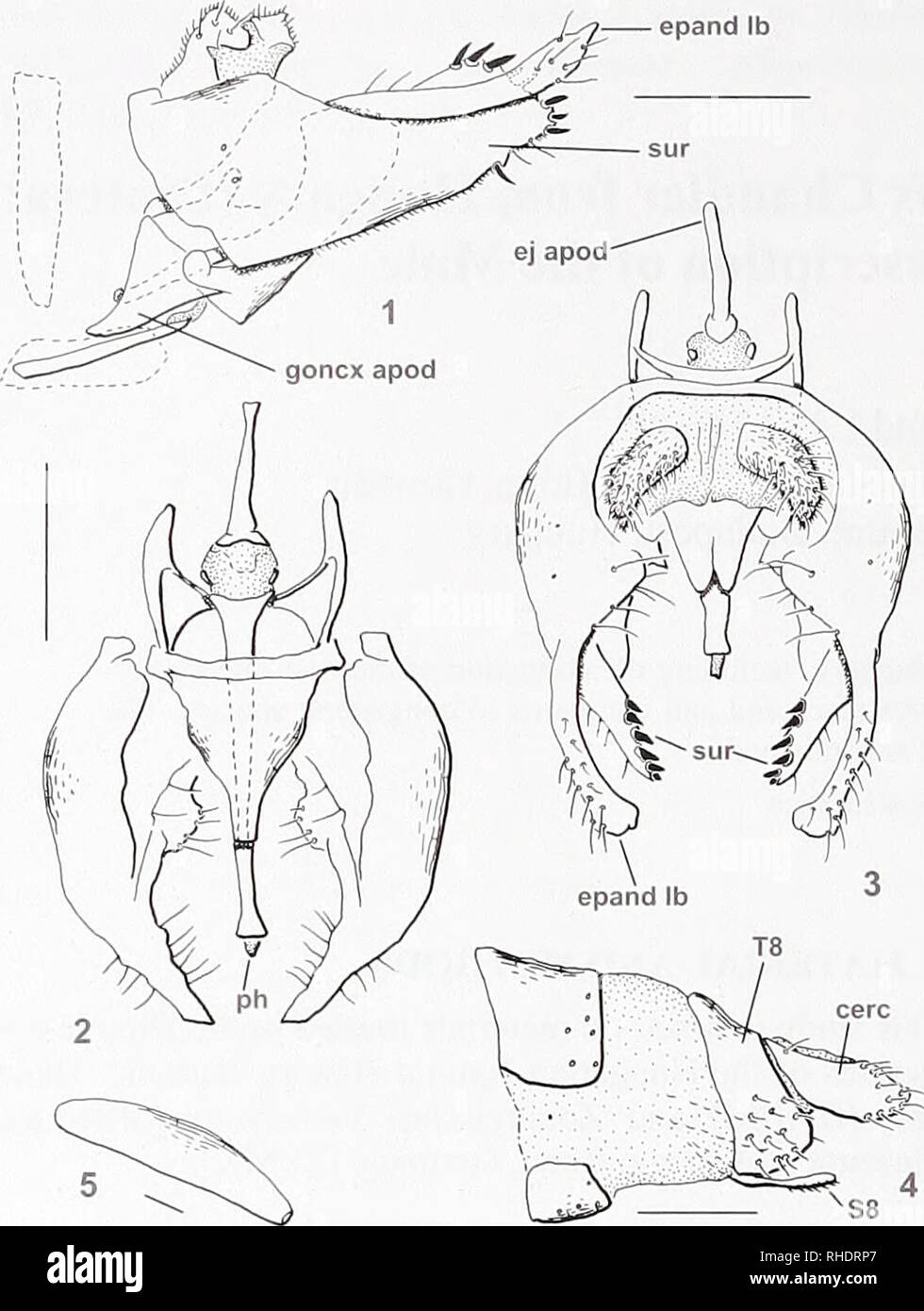 . Bonner zoologische Beiträge : Herausgeber: Zoologisches Forschungsinstitut und Museum Alexander Koenig, Bonn. Biology; Zoology. 156 Bonner zoologische Beiträge 52 (2004). Figs 1-5. Nemediiia alamirabilis. (1) male terminaiia (lateral view; sclerites of segment 8 outlined; (2) male terminaiia (ventral view, epandrial lobes omitted); (3) male terminaiia (dorsal view); (4) female terminaiia (lateral view); (5) egg. Scale bars = 0.1 mm. Abbreviations: cere, cercus; ej apod, eja- culatory apódeme; epand lb, epandrial lobe; goncx apod, go- nocoxal apódeme; ph, phallus; S, stemite; sur, surstylus;  Stock Photo
