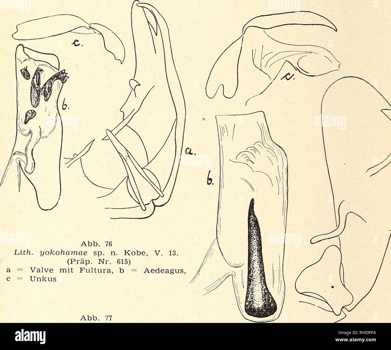 . Bonner zoologische Beiträge : Herausgeber: Zoologisches Forschungsinstitut und Museum Alexander Koenig, Bonn. Biology; Zoology. 120 F. Daniel Bonn, zool. Beitr, 241. Lithosia costipuncta Leech. Leech, Entom. 23 p. 82 (1890). — Hampson, Cat. Lep. Phal. B. M. 2 p. 157, t. 22, f. 19 (1900). — Seitz II p. 67s t. 12 1 (1910). — Draeseke, Iris 40 p. 50 (1926). Chekiang: West-Tien-Mu-Shan, 1600 m, 28. IV. 32 (1 $). Süd Shensi: Tapaishan im Tsinling, 1700 m, 8. VII. 36 (1 S). Hunan: Hoeng Shan, 900 m, 20. IV. 33 (1 $). Alle coli. Höne. Fukien: Kuatun, 2300 m, 30. IV.—4. VI. 38 (in Anzahl). Klapperic Stock Photo