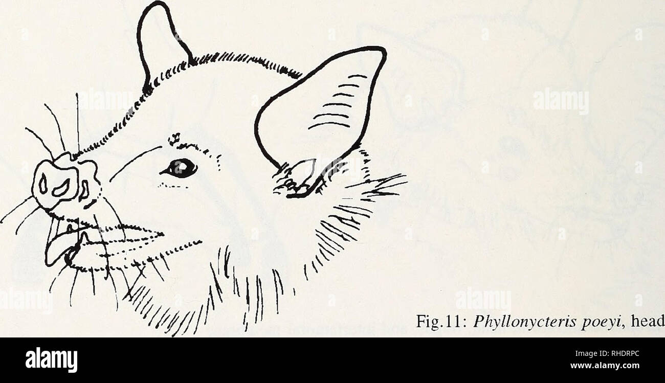 . Bonner zoologische Monographien. Zoology. Phyllonycteris P. poeyi (fig. 11): Rather large flower bat, similar to Erophylla; forearm length 46-49 mm; with reduced nose leaf lacking a spear; but contours more similar to Brachyphylla. Very short uropatagium; tail projects far beyond the margin of uropatagium; no calcar. Plagiopatagium inserts at distal tibia distinctly above the ankle joint. Pelage coloured with a shinmiering light grey/beige.. Please note that these images are extracted from scanned page images that may have been digitally enhanced for readability - coloration and appearance o Stock Photo