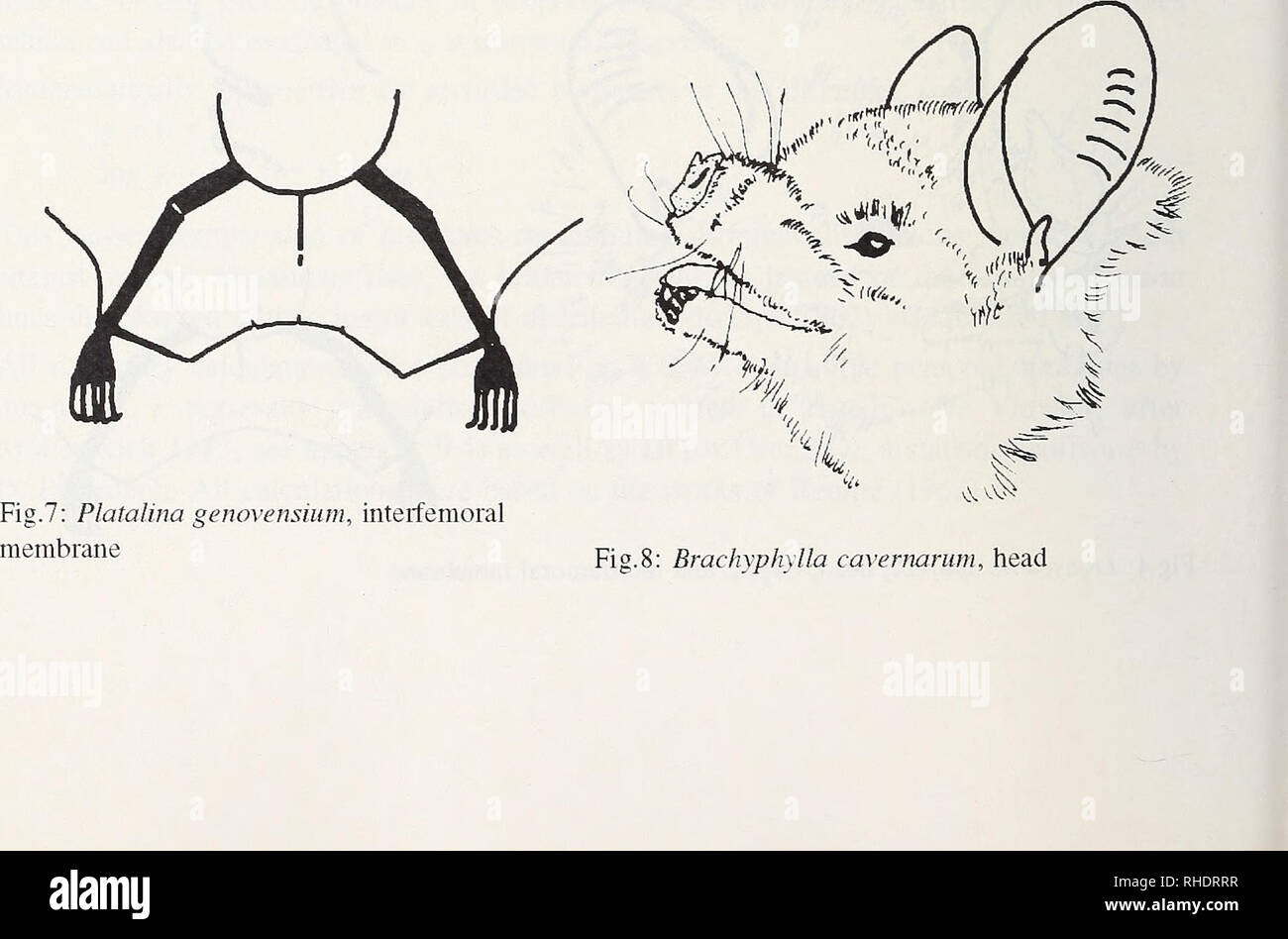 . Bonner zoologische Monographien. Zoology. Fig. 5: Lonchophylla robusta, head Fig. 6: Lonchophylla spec, interfemoral membrane ; I Extensive uropatagium present, short tail, dorsally projecting beyond the wing membrane. Calcar does not reach foot length, plagiopatagiimi inserts at the ankle joint (fig.6). L thomcisi: Smallest species witliin the genus, forearm length 31-32 nmi. ' L. niordax: Forearm length 34-35 nmi. L. rohusta: Forearm length 41-46 mm. : L. handleyi: Largest known species withm genus, forearm length 44-48 mm. â Platalina ' P. genovensium: Relatively large flower bat, forearm Stock Photo