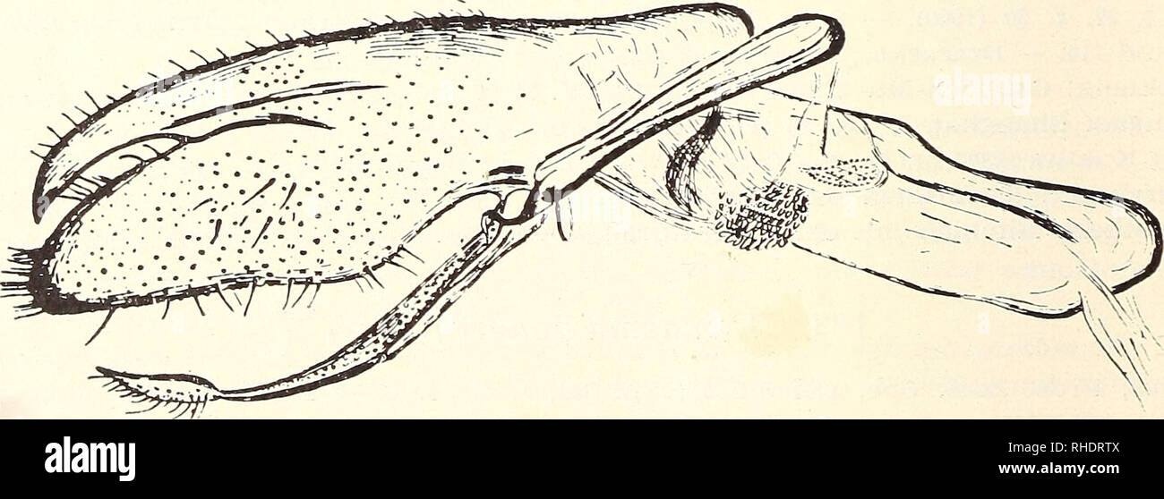 . Bonner zoologische Beiträge : Herausgeber: Zoologisches Forschungsinstitut und Museum Alexander Koenig, Bonn. Biology; Zoology. 312 F. Daniel Bonn, zool. Beitr. 184. Chionaema sikkimensis Elw. Elwes, Pioc. Zool. Soc. London 1890 p. 395, t. 32, f. 5, 6. — Hampson, Cat. Lep. Phal. B. M. 2 p. 313, t. 27, f. 3 (1900). — Seitz II p. 61, t, 12 a (1910). — Draudt in Seitz X p. 171 (1914). — Draeseke, Iris 40 p. 52 (1926). Nord Yuennan: Li-kiang, 12, VI.—4. VIII. 34/35, 2. IX. 35 (6 (5, 3 $). H ö n e . Szetschwan: Kunkalashan (Staatssammlung München und coli, m.), Tatsienlou (leg. S t ö t z n e r).  Stock Photo