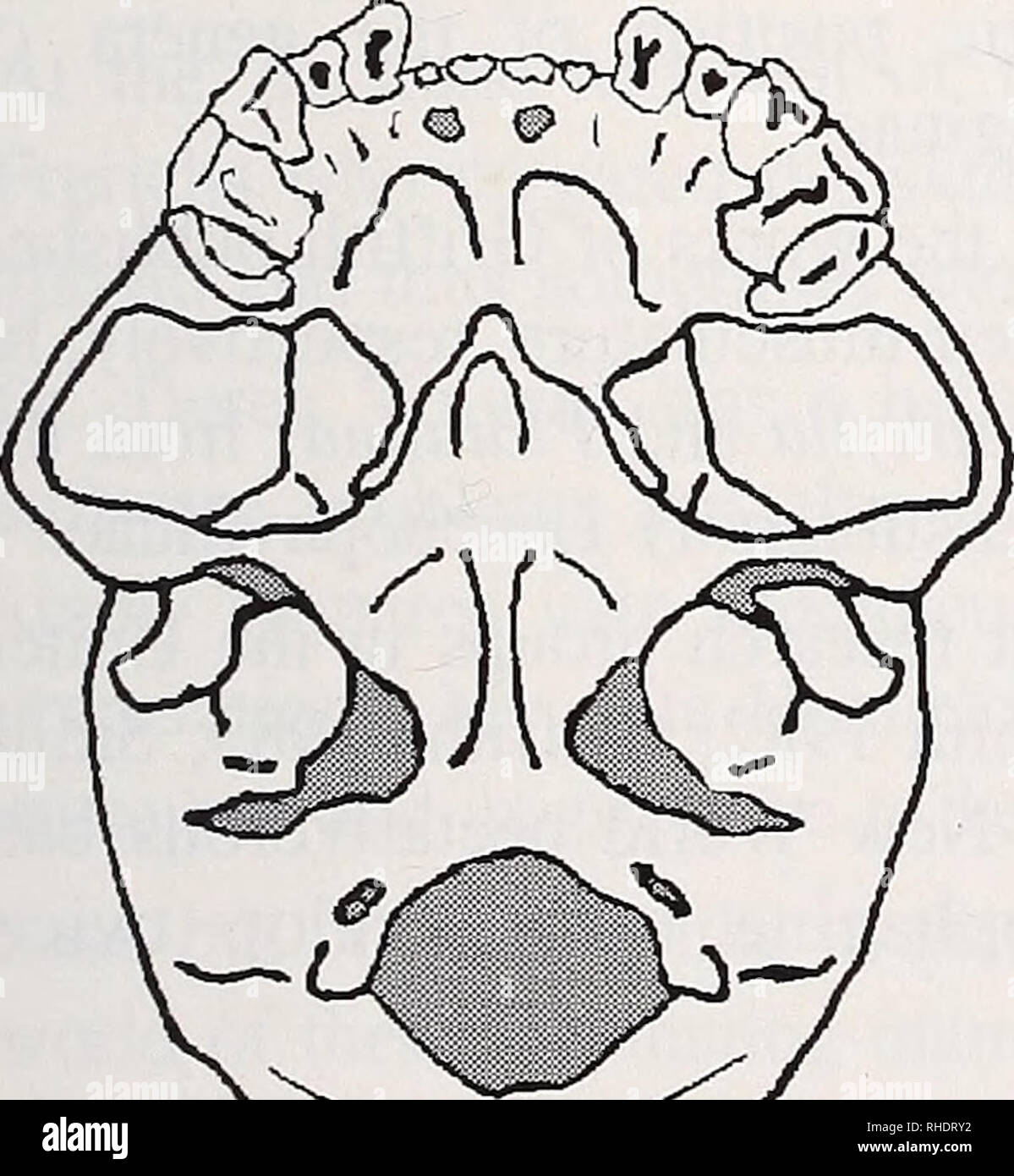 Morphological adaptations hires stock photography and images Alamy