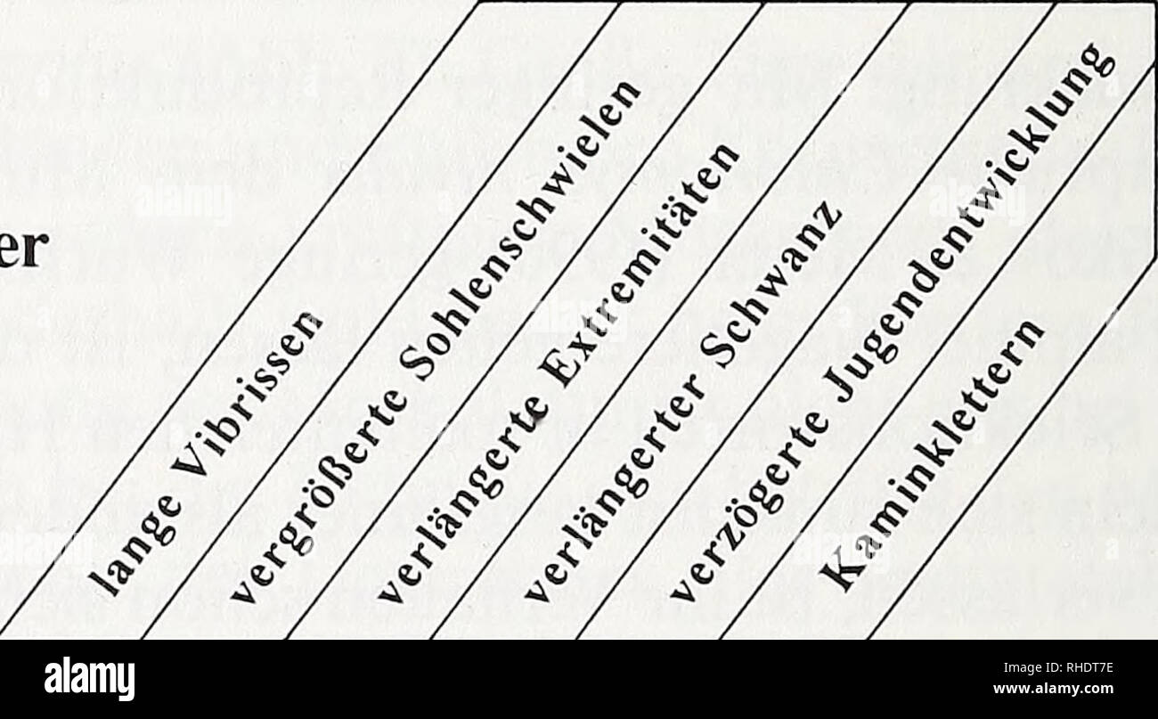 . Bonner zoologische Beiträge : Herausgeber: Zoologisches Forschungsinstitut und Museum Alexander Koenig, Bonn. Biology; Zoology. 270 R Boye Nach meinen Messungen ist der Blinddarm bei Schneemäusen aber nicht größer als bei Rötel- oder Erdmäusen. Große Ähnlichkeit wird nicht nur morphologisch, son- dern auch histologisch zwischen den Arten bestehen, so daß die Befunde von Snipes (1979) am Blinddarm der Erdmaus (vorbehaltlich einer Überprüfung) auf die Schneemaus übertragen seien. Demnach wird Pflanzenmaterial während eines länge- ren Aufenthaltes im Caecum weiter aufgespalten und ein Teil der  Stock Photo