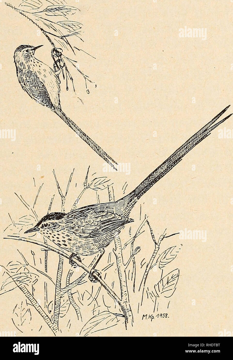 . Bonner zoologische Beiträge : Herausgeber: Zoologisches Forschungsinstitut und Museum Alexander Koenig, Bonn. Biology; Zoology. Heft 2/4 9/1958 Vögel des Waldes von Zárate 157 und 1168k), leg. 6. November 1954 in ca. 2900 m Höhe, Gew.: 9,32g (Kp 1168 j); 126 (Kp 1304 j), leg. 27. Oktober 1955 in 2650 m Höhe; 1 ?9 (Kp. 1305 ar) leg. 30. Oktober 1955'in ca. 2800 m Höhe, Gew.: 8,63 g. Veraleichsmaterial: 2 ? von Manzanallo in einem Nebental des Pisco-Flusses (Kp. 1483 o und 1483 p), leg. 26. November 1957 in 2900 m Hohe. außerdem von L. pileata cajabambae Chapman: 1 6 (Kp .1438 w)i von Colcabam Stock Photo