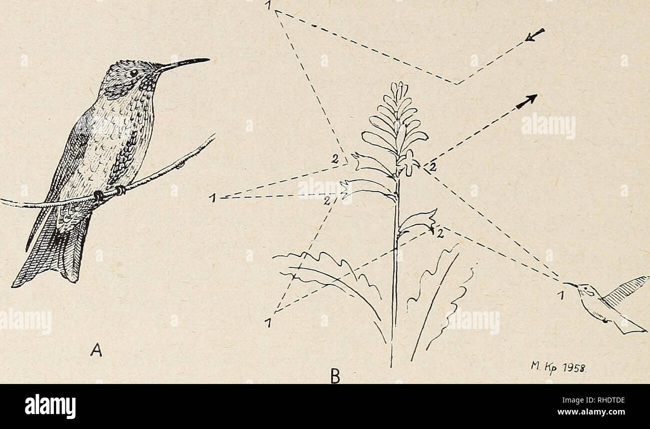 . Bonner zoologische Beiträge : Herausgeber: Zoologisches Forschungsinstitut und Museum Alexander Koenig, Bonn. Biology; Zoology. 150 M. Koepcke Bonn, zool. Beitr.. Abb. 7: Colibrí c. coruscans. A: Vogel sitzend, B: Schematische Darstellung des Besuchs der Blüten von Aphelandra SpeS- 1:J^naiI^n (in der Luft stillstehend), 2: Eintauchen des Schnabels m die Blute, ohne Stimmäußerung. dann Steigerung zu einem klirrenden Geräusch während des Herabglei- tens). Zu dem gleichen Typ gehört auch der Gesang der europäischen Grauammer Emberiza calandra L., bei der allerdings der Balzflug fehlt. Der Schwa Stock Photo