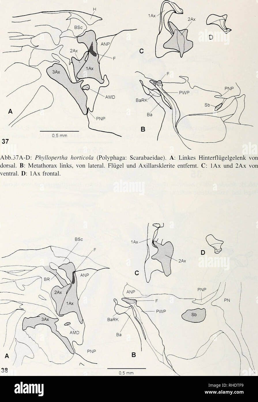 . Bonner zoologische Monographien. Zoology. 102. Abb.38A-D: Byrrhus sp. (Polyphaga: Byrrhidae). A: Linkes Hinterflügelgelenk von dorsal. B: Metathorax links, von lateral. Flügel und Axillarsklerite entfernt. C: lAx und 2Ax von ventral. D: lAx frontal.. Please note that these images are extracted from scanned page images that may have been digitally enhanced for readability - coloration and appearance of these illustrations may not perfectly resemble the original work.. Bonn, Zoologisches Forschungsinstitut und Museum Alexander Koenig Stock Photo