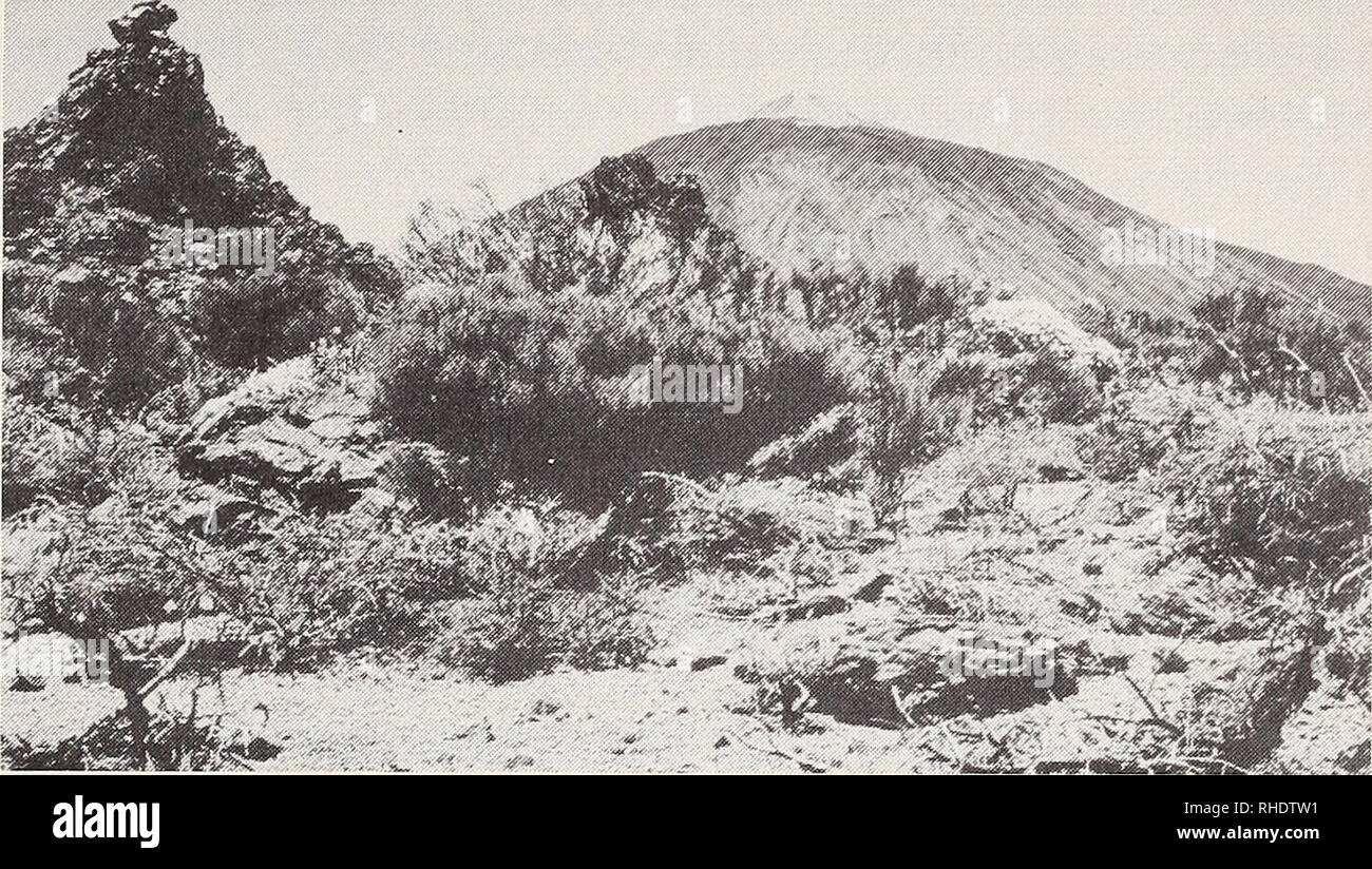 . Bonner zoologische Beiträge : Herausgeber: Zoologisches Forschungsinstitut und Museum Alexander Koenig, Bonn. Biology; Zoology. Conservation status of Canary reptiles 595. Fig. 5. Habitat of Gallotia galloti eisentrauti, a common species in Teide National Park. Photo A. Machado. altitude with 511 hectares of laurisilva and pine forest; property of ICONA; one perma- nent ranger in the field. Lizards scarce, only in upper parts. DUNAS DE CORRALEJO E ISLA DE LOBOS NATURAL PARK: Established by decree in 1983. Embraces 2,482 hectares of a dune system and a small volcanic island with xerophytic ve Stock Photo