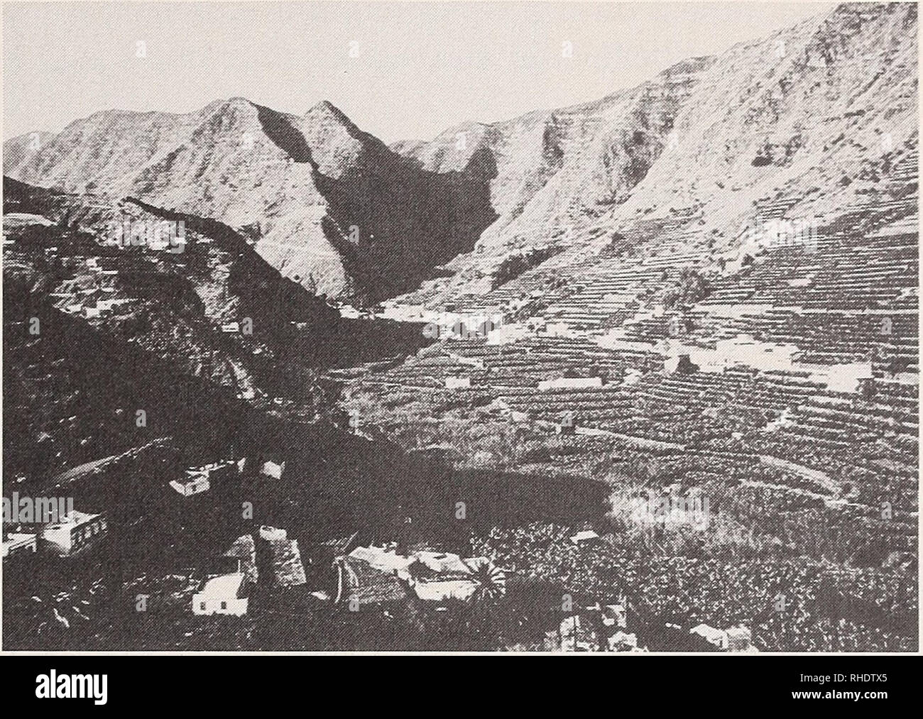 . Bonner zoologische Beiträge : Herausgeber: Zoologisches Forschungsinstitut und Museum Alexander Koenig, Bonn. Biology; Zoology. Conservation status of Canary reptiles 589. Fig. 2. The cultivated areas in the intermediate zones of some islands may represent a habitat expansion for thermophilic reptiles. Photo I. Sánchez. systems, and they may even increase, as sometimes occurs with other groups of vertebrates (v. habitat expansion in birds, Volsoe 1955). Nevertheless, some special cases are worth mentioning. Hemidactylus established itself in the Barranco de Santos in the surroundings of the Stock Photo