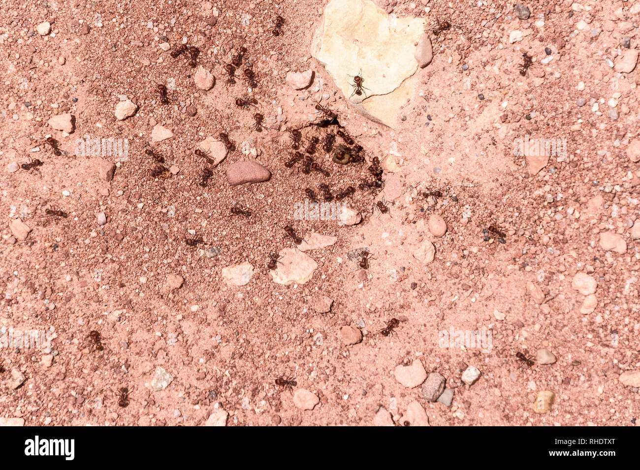 Ant on rocks and red soil Stock Photo