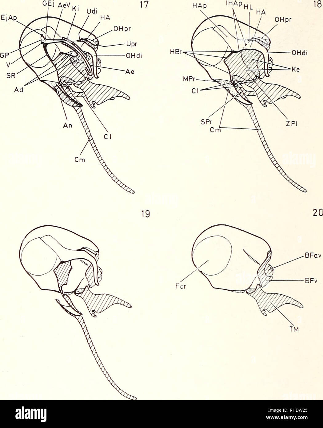 Bonner zoologische Monographien. Zoology. 52. Fig.26: SEM of the skin of  Diplomystes cainposensis Arratia. A: Pore of the lateral line and skin sur-  face posterior to pectoral girdle (2,500x); B: Enlargement