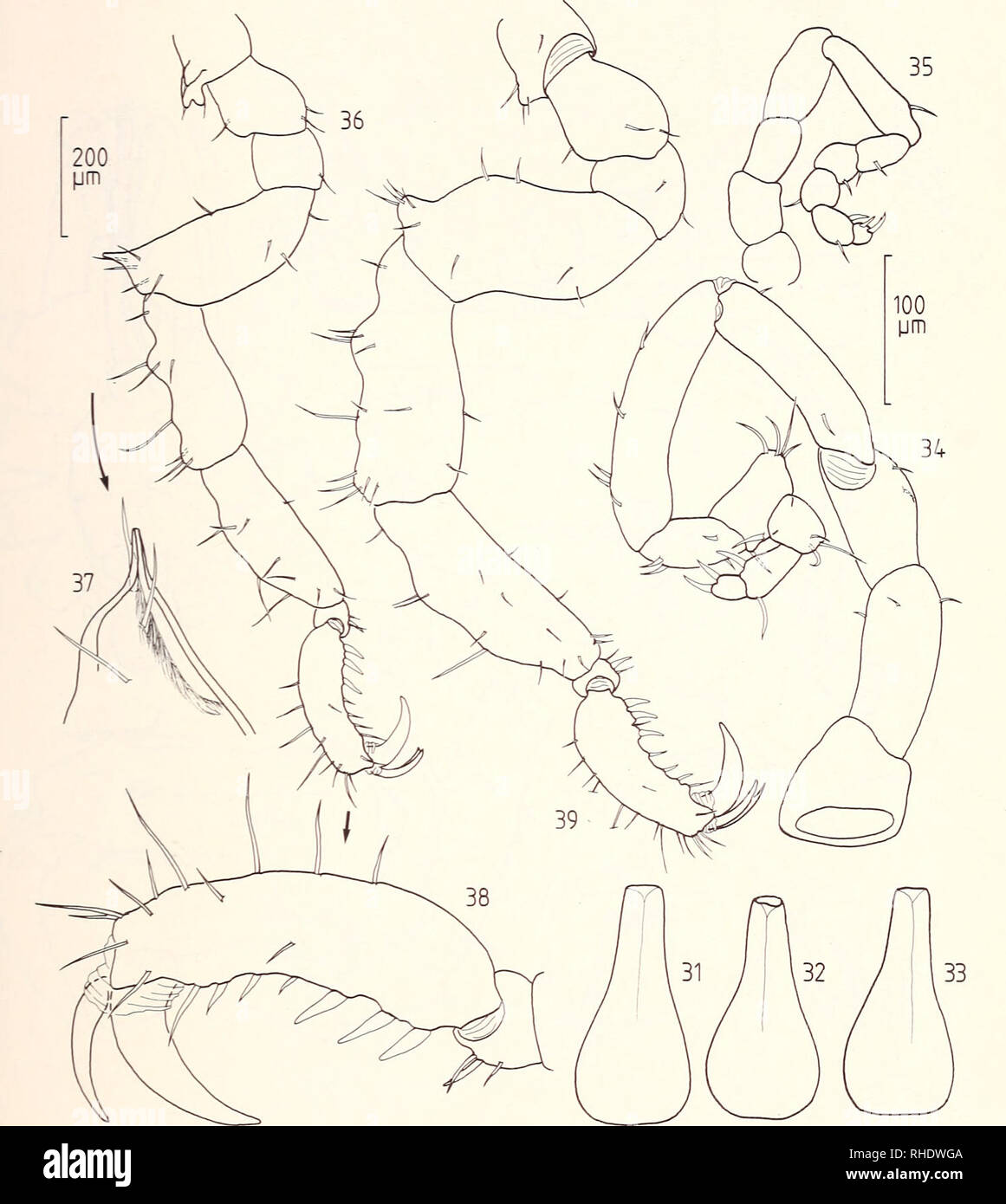 . Bonner zoologische Beiträge : Herausgeber: Zoologisches Forschungsinstitut und Museum Alexander Koenig, Bonn. Biology; Zoology. Pycnogonida from Moorea, Society Islands 135. Figs. 31—39: Tanystylum rehderi Child, 1970: 31)—33), proboscis of different o*; 34) o*, oviger; 35) 9, oviger; 36) a*, 3rd leg; 37) cement gland; 38) tarsus and propodus; 39) 9, 3rd leg.. Please note that these images are extracted from scanned page images that may have been digitally enhanced for readability - coloration and appearance of these illustrations may not perfectly resemble the original work.. Zoologisches F Stock Photo