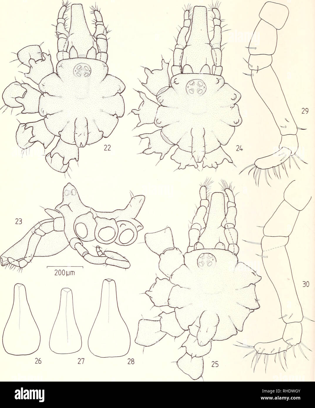 . Bonner zoologische Beiträge : Herausgeber: Zoologisches Forschungsinstitut und Museum Alexander Koenig, Bonn. Biology; Zoology. 134 H.-G. Müller. Figs. 22 — 30: Tanystylum rehderi Child, 1970: 22) o*, dorsal view; 23) o*, lateral view; 24) other o% dorsal view; 25) 9, dorsal view; 26) o*, proboscis; o* from Palau, Caroline Islands, proboscis (Smithsonian Institution, Washington, USNM 195385); 28) 9, proboscis; 29) o*, palp with distinct suture line between 3rd and 4th segment; 30) other cr, palp with indistinct suture line between 3 rd and 4th segment.. Please note that these images are extr Stock Photo