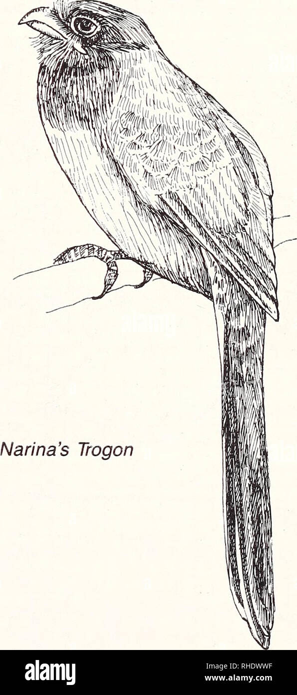 . Bonner zoologische Monographien. Zoology. 2) U. m. griseogularis R BR 9, 3, 4 fairly common acacia savanna 3) U. m. pulcher R NBR fairly common arid scrub country Remarks: Recorded from Ilemi Triangle (LACM) TROGONIDAE — TROGONS 378 Narina's Trogon (570) Apaloderma nahna 1) A. n. narina R? BR 6 uncommon, local and little noticed better woodland and forests 2) A. n. brachyurum R? BR 7 uncommon, local and little noticed better woodland. ALCEDINIDAE — KINGFISHERS 379 Giant Kingfisher (466) Ceryle maxima R LM? BR 11 uncommon permanent rivers in woodland and forests. Please note that these images Stock Photo