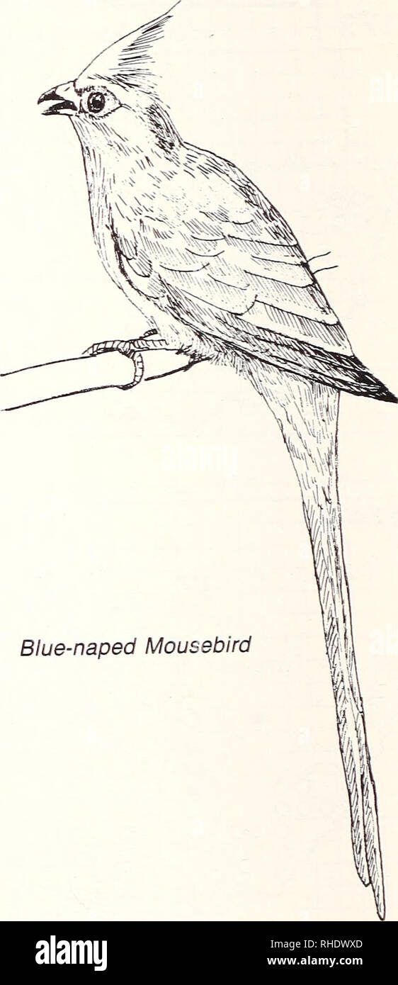 . Bonner zoologische Monographien. Zoology. COLIIDAE — MOUSEBIRDS 376 Speckled Mousebird (566) Colius striatus 1) C s. leucotis R BR 3, 5 uncommon broad-leaved woodland and gardens 2) C. s. erlangen R NBR (5-8) common broad-leaved woodland and gardens 3) C. s. jebelensis R BR 3, 4 common broad-leaved woodland, forest edges and gardens 4) C s. leucophthalmus R NBR common broad-leaved woodland, forest edges and gardens 377 Blue-naped Mousebird (568) Urocolius macrourus 1) U. m. syntactus R BR 1, 2, 5, 6, 12 common dry open wooded grassland, especially acacia woodland and gardens. Please note tha Stock Photo