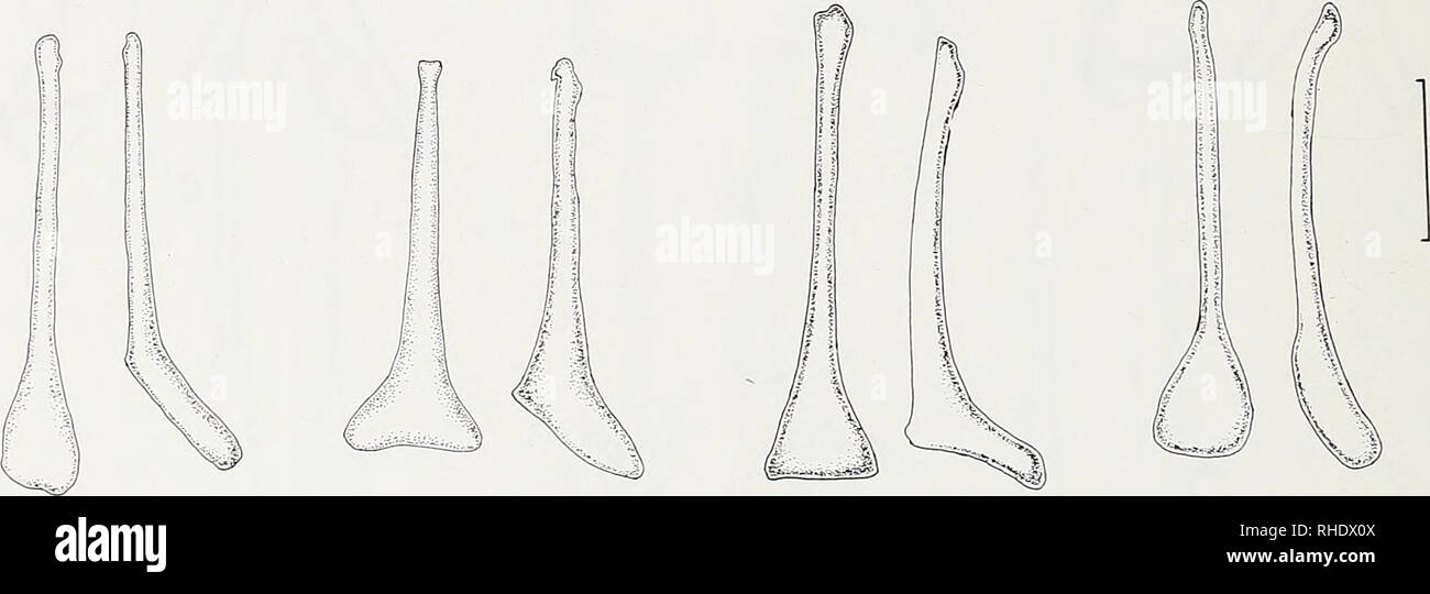 . Bonner zoologische Beiträge : Herausgeber: Zoologisches Forschungsinstitut und Museum Alexander Koenig, Bonn. Biology; Zoology. Fig. 6: Baculum (D, RL) of (a) N. woodi (NM.60543); (b) N. woodi (NM.60545); (c) N. woodi (NM.60547). — Scale = 1 mm.. Fig. 7: Baculum (D, RL) of (a) N. thebaica (HZM.123.5314); (b) A^. thebaica (HZM.125.5340); (c) TV. gambiensis (BM.56.35); (d) N. gambiensis (MNHN.1984—1294). — Scale = 1 mm. The baculum of A^. woodi is the most simple of all the Nycteris studied. It clearly distinguishes this species from N. macrotis, the baculum of which has a trifid tip. This sug Stock Photo