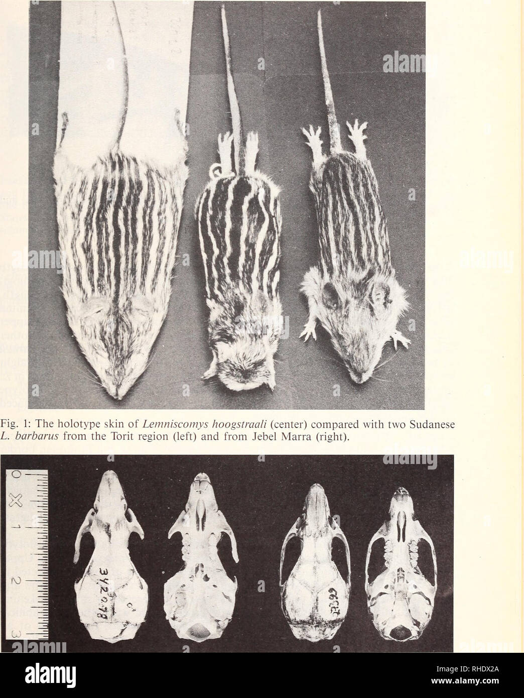 . Bonner zoologische Beiträge : Herausgeber: Zoologisches Forschungsinstitut und Museum Alexander Koenig, Bonn. Biology; Zoology. A new murid from Sudan 13. Fig. 2: Dorsal and ventral views of skulls of Lemniscomys hoogstraali (holotype, left) and L. bar bams (right).. Please note that these images are extracted from scanned page images that may have been digitally enhanced for readability - coloration and appearance of these illustrations may not perfectly resemble the original work.. Zoologisches Forschungsinstitut und Museum Alexander Koenig. Bonn : Das Forschungsinstitut Stock Photo