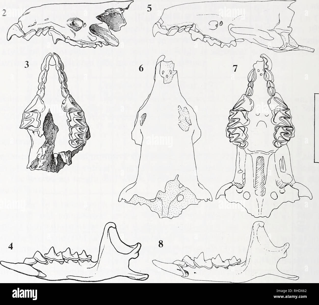 . Bonner zoologische Beiträge : Herausgeber: Zoologisches Forschungsinstitut und Museum Alexander Koenig, Bonn. Biology; Zoology. 254 R. Hutterer &amp; D. Kock. Figs 2-8. Crocidura katinka Bate, 1937. - 2^, holotype BM Ml5274 from the Pleistocene of Tabun Cave, Israel, cranium in lateral and ventral view and left mandible in labial view (reproduced from Bate 1937b, p. 161); 5-8, SMF 80622, fragment from owl pellets from Syria, cranium in lateral, dorsal and ventral view, and left mandible in labial view. Both figures reduced approximately to the same scale. Scale bar = 5 mm. Levalloiso-Mouster Stock Photo