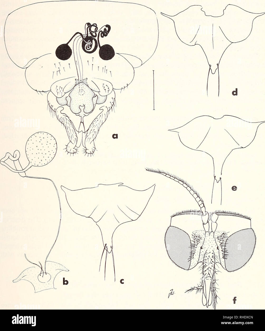 . Bonner zoologische Beiträge : Herausgeber: Zoologisches Forschungsinstitut und Museum Alexander Koenig, Bonn. Biology; Zoology. Systematic notes on Holarctic Blephariceridae 247. Fig. 7: Blepharicera spp., females. — B. fasciata from Chios: a, cleared genitalia in ventral view, scale line is 0.3 mm; b, detail of one receptacle; c, genital fork; presence of 3 setae is an individual aberration. — Genital forks of B. asiática (d; from Rampur) and B. indica (e, from Polonnaruwa). — B. tetrophthalma, head of holotype, f. 4.3.2.5. Blepharicera fasciata (Westw^ood, 1842) (Figs. 6k—m, 7a—c) Asthenia Stock Photo
