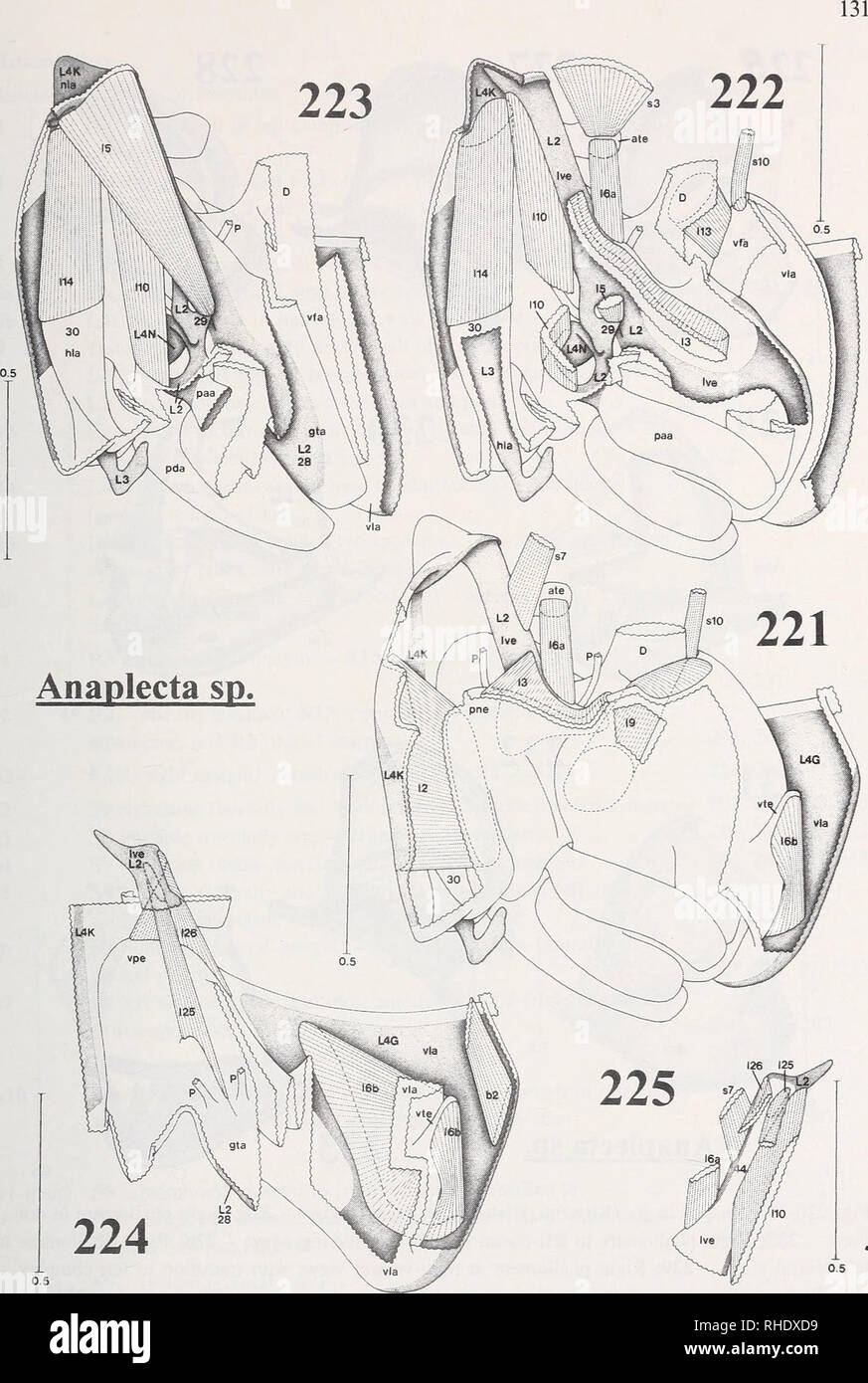 . Bonner zoologische Monographien. Zoology. Figs.221-225: Anaplecta sp. (Blattaria, Blattellidae, Anaplectinae) - 221-224: Left complex in dorsal view; each figure with some muscles; parts of left complex removed to various extents. - 225: Anterior part of Ive-apodeme in ventral view; with the muscles inserting on it. - Scale: 0.5mm.. Please note that these images are extracted from scanned page images that may have been digitally enhanced for readability - coloration and appearance of these illustrations may not perfectly resemble the original work.. Bonn, Zoologisches Forschungsinstitut und  Stock Photo