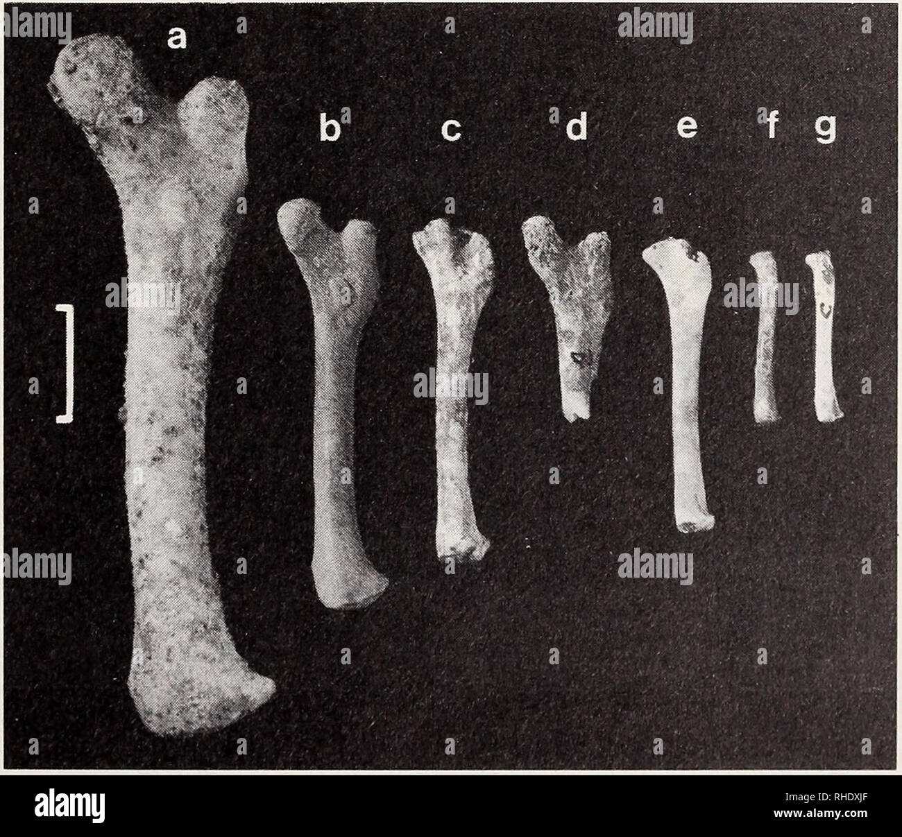 . Bonner zoologische Beiträge Herausgeber Zoologisches