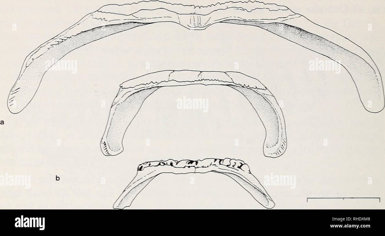 . Bonner zoologische Beiträge : Herausgeber: Zoologisches Forschungsinstitut und Museum Alexander Koenig, Bonn. Biology; Zoology. 374 R. Hutterer. e Abb. 5: Parietale mit Parietalfortsätzen von (a) Gallotia goliath, (b) G. stehlini, (c) G. simonyi, (d) G. galloti, (e) G. atlántica. Maßstab: 10 mm. Charakteristisch sind die Fortsätze des Parietale (Processus parietalis), die den hinteren Abschluß des Schädeldaches bilden (Abb. 5). Bei Gallotia galloti, G. atlántica und G. simonyi sind diese Fortsätze relativ kurz (etwa1/2 der größ- ten Breite des Pariealschildes) und geradlinig abgewinkelt, so  Stock Photo