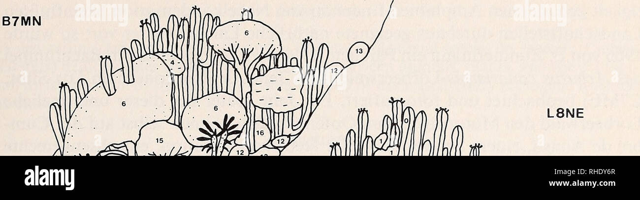 . Bonner zoologische BeitrÃ¤ge : Herausgeber: Zoologisches Forschungsinstitut und Museum Alexander Koenig, Bonn. Biology; Zoology. Areale tinerfenischer Pflanzen und Tiere 273 B7MN L8NE. Abb. 2: Pflanzenarten, die in, unter und unmittelbar am Rande groÃer Einzelexemplare von Euphorbia canariensis L. wachsen. Floristische Aufnahme und Abbildungen von W. Schulte 1982. Teno Bajo Malpais de Guimar (Pta Morro (Pta. Entrada) del Diablo) ca. 120 m ca. 20 m. Ã¼. M. B 7 MN L 8 NE 0 Euphorbia canariensis + + 1 Periploca laevigata + â 2 Plocama pendula + 3 Neochamaelea pulverulenta + + 4 Rubia fruticosa  Stock Photo