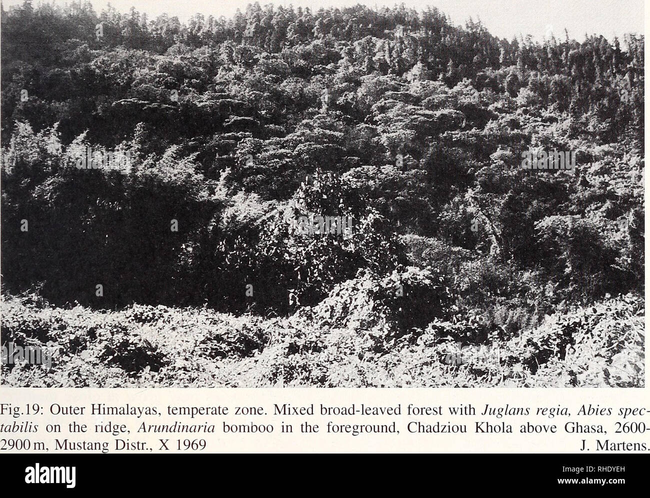 . Bonner zoologische Monographien. Zoology. 23. Fig.20: Outer Himalayas, temperate zone. Lithocarpus pachyphylla forest, near Puspati, 2750 m, Panchthar Distr., 28. VIII. 1983 J.Martens.. Please note that these images are extracted from scanned page images that may have been digitally enhanced for readability - coloration and appearance of these illustrations may not perfectly resemble the original work.. Bonn, Zoologisches Forschungsinstitut und Museum Alexander Koenig Stock Photo