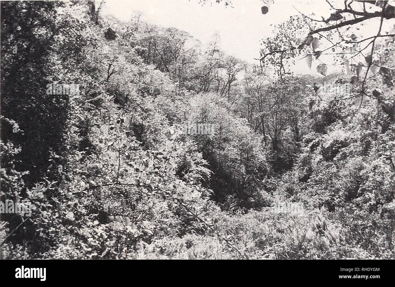 . Bonner zoologische Monographien. Zoology. 19. Fig. 14: Outer Himalayas, subtropical zone. Alniis nepalensis riparian forest, between Khebang and Yamputhin. 1700 m. faplejung Distr.. 30.IV. 1988 J. Martens. Fig. 15: Outer Himalayas, temperate zone. Castanopsis forest remnant, near Mai Pokhari, 2150 m. Ham DiW.. 10.IV.1988 J. Martens.. Please note that these images are extracted from scanned page images that may have been digitally enhanced for readability - coloration and appearance of these illustrations may not perfectly resemble the original work.. Bonn, Zoologisches Forschungsinstitut und Stock Photo
