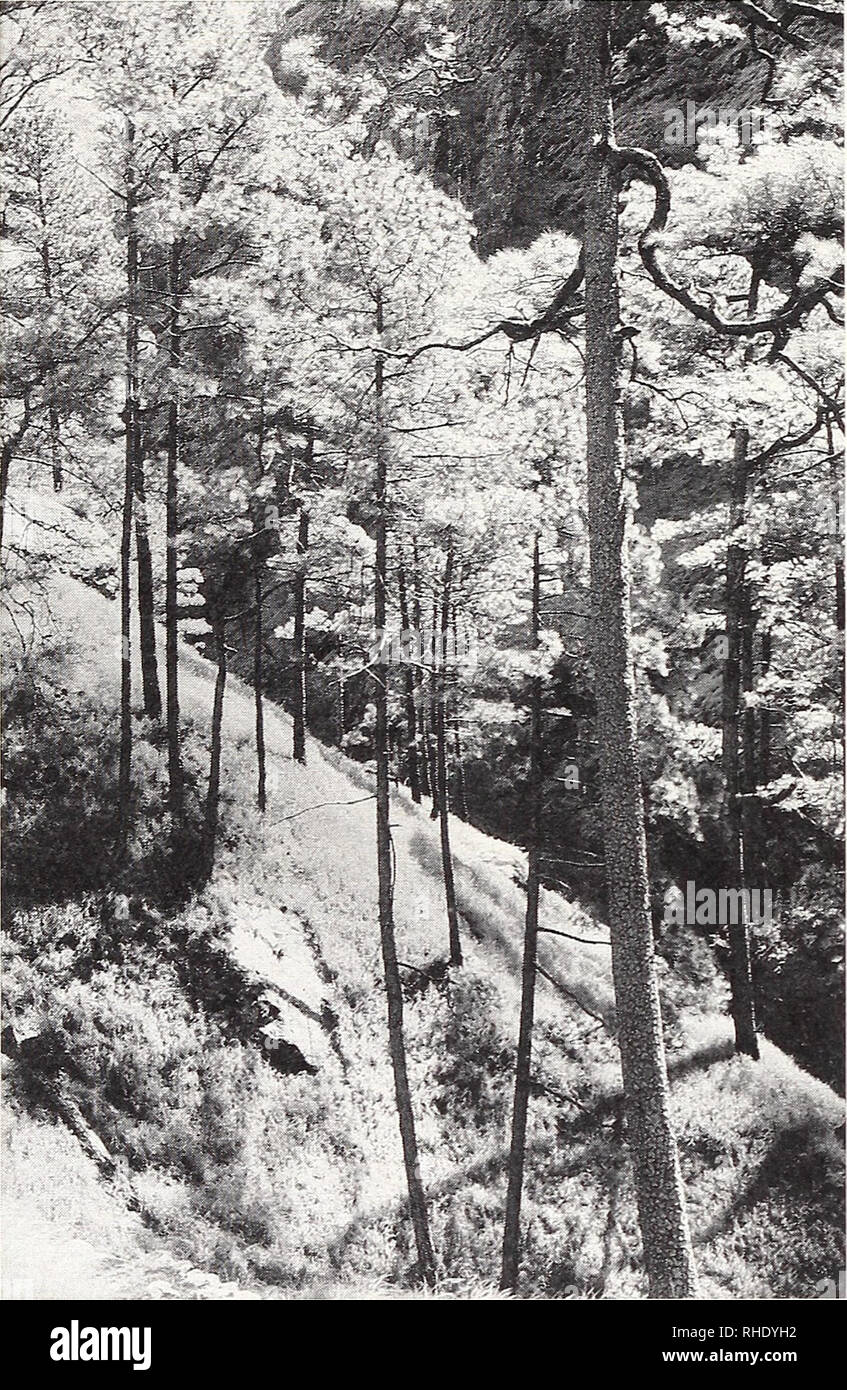 . Bonner zoologische Monographien. Zoology. 18. Fig. 13: Outer Himalayas, subtropical zone. Artificially opened Pinus rox- burghii forest. Buri Gandaki Valley below Nyak. 1700 m. Gorkha Distr., 1.VUI.1983 J. Martens. The lower limit of the mountain region of the temperate zone (middle cloud forest zone, 2500-3000 m) coincides with the upper limit of permanent settlements in the outer Hima- layas (southern macroslope). This limit frequently marks a lower condensation level of the monsoon precipitation, hence permanently high humidity. This belt is also dominated by oaks, but now the species cha Stock Photo