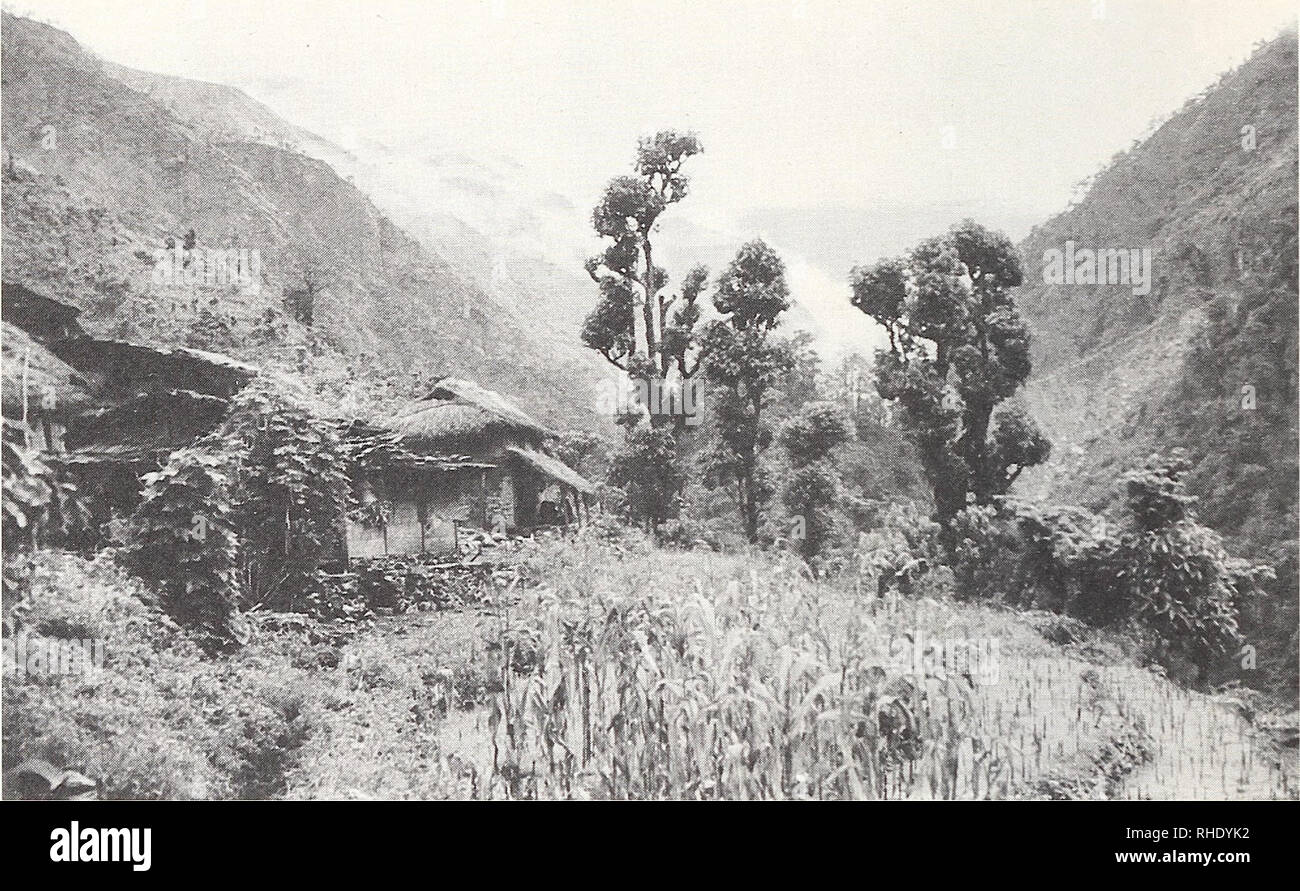 . Bonner zoologische Monographien. Zoology. 14. Fig.9: Outer Himalayas, tropical zone. Buri Gandaki Valley, tree-rich agricultural land with fodder trees at the village edge, 900 m, Gorkha Distr., 29.VII.1983 J. Martens. plant species penetrate into this region. The sometimes extensive forests of Chir Pine (Pi- nns roxburghii; Fig. 13), which is a species that has penetrated eastward from the western Himalayas, also belong in the lower subtropical level. This species requires relatively dry sites or sites where large amounts of precipitation rapidly evaporate or are carried away. Pine forests  Stock Photo