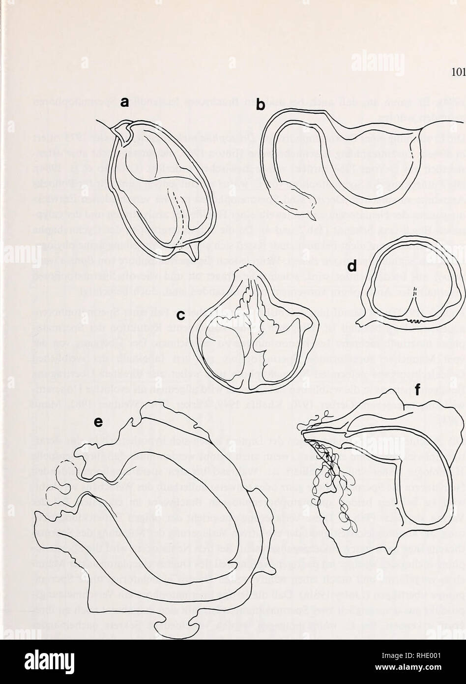. Bonner zoologische Monographien. Zoology. Abb.46: Spermatophoren von verschiedenen Dipteren, (a) Dilophus febrilis (Bibionidae), eigene Unter- suchung; (b) Culicoides melleus (Ceratopogonidae) nach Linley &amp; Adams (1971); (c) Glypioiendipes paripes (Chironomidae) nach Nielsen (1959); (d) Simulium salopiense (Siniuliidae) nach Davics (1965); (e) Glossina morsitans (Glossinidae) nach Kokwaro et al. (1981); (0 Cyrtodiopsis whitei (Diopsidae), eigene Untersuchung.. Please note that these images are extracted from scanned page images that may have been digitally enhanced for readability - colo Stock Photo