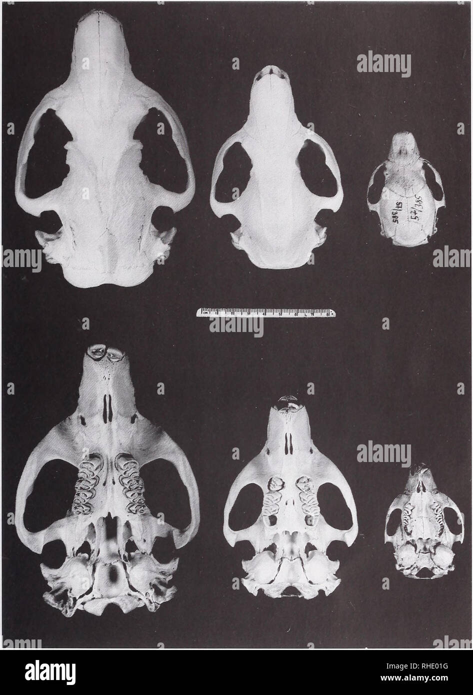 . Bonner zoologische Beiträge : Herausgeber: Zoologisches Forschungsinstitut und Museum Alexander Koenig, Bonn. Biology; Zoology. Proportionsveränderungen am Schädel des Bibers 135. Abb. 2-3: Schädel eines 0,5 Monate, 10 Monate und 8,5 Jahre alten Castor fiber albicus in Dorsalansicht (2, oben) und Ventralansicht (3, unten). Die Allometrieexponenten und Allometriefüße aller Merkmale zum Bezugsmaß Basallänge wurden in Tabelle 2 zusammengefaßt. Die Beschreibung der ontogeneti- schen Proportionsveränderungen im Text erfolgt anhand des AUometriefußes (AF), welcher in Klammem angegeben wird. Anhand Stock Photo