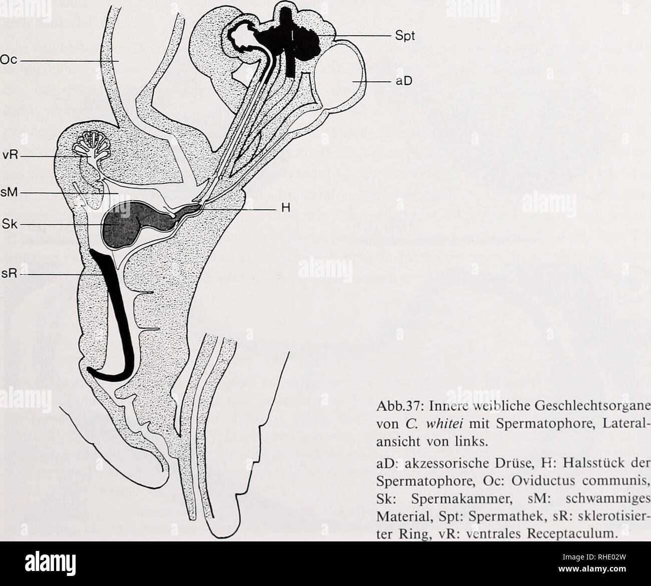 . Bonner zoologische Monographien. Zoology. 69 Granuläre Bestandteile sind auch dem Sperma anderer Dipteren beigemengt (Culicoides melleus (Linley 1981a), Glyptotendipes paripes (Leppla et al. 1975), Simulium salopiense (Davies 1965), Drosophila melanogaster (Nonidez 1920), Aedes aegypti (Spielman 1964)). Ihre Funktion ist noch nicht geklärt. Möglicherweise enthalten die elektronendichten Tröpfchen in der Spermatophore von C. whitei eine Art „Proviant&quot; für die wochenlange Speicherung der Spermatozoen im Weib- chen, oder sie tragen zur Ernährnung des Weibchens bei (Thornhill 1976b). Bildun Stock Photo