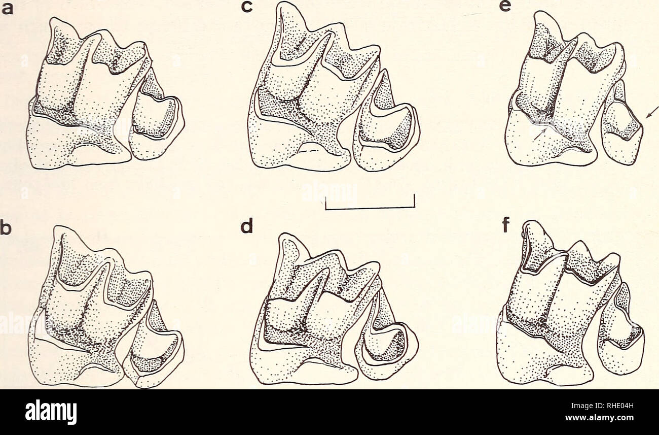 Crocidura sp hires stock photography and images Alamy